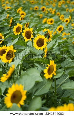 The sunflowers in the sunflower field are in full bloom.
Scientific name is Helianthus annuus L.　