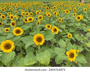 Sunflowers: Sunflower field many yellow flowers