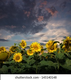 Sunflowers at sunset