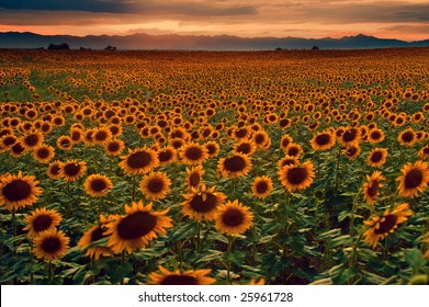 Sunflowers at sunset with the Colorado Rocky Mountains on the horizon