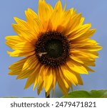  Sunflowers are tall, bright yellow flowers that native to North America and Central America. They are known for their large, cheerful flower heads.