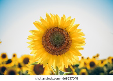 Sunflowers texture and background for designers. Macro view of sunflower in bloom. Organic and natural flower background.   - Powered by Shutterstock