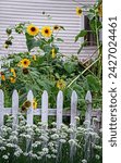 Sunflowers in this white pickett fence enclosed garden in Bucks County Pennsylvania.