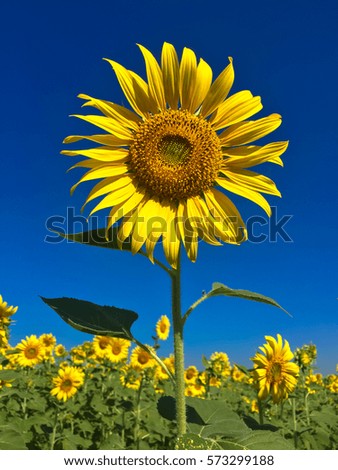 Similar – Image, Stock Photo 555 hours of sunshine