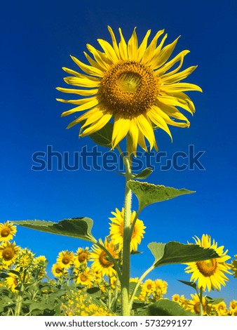 Similar – Image, Stock Photo 555 hours of sunshine