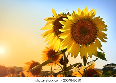 Sunflowers under the summer sun on sunset. Close up of beautiful sunflowers. Selective focus.