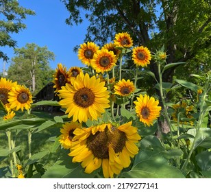 Sunflowers In Unison On The Farm