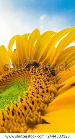 Sunflowers are usually tall annual or perennial plants that in some species can grow to a height of 300 centimetres 120 inches or more. Each flower is actually a disc made up of tiny flowers