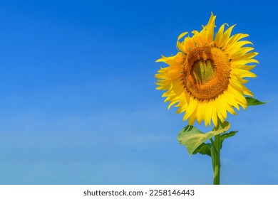 Sunflower.Sunflowers blooming in farm with blue sky. - Shutterstock ID 2258146443