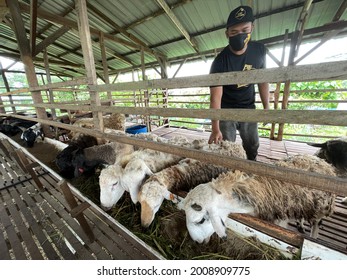 Goat Malaysia Images, Stock Photos u0026 Vectors  Shutterstock