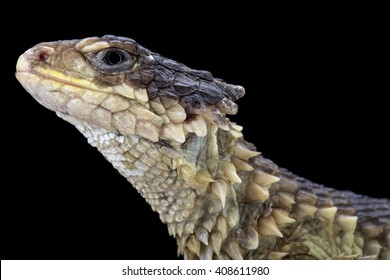 Sungazer (Smaug Giganteus)