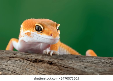 Sunglow leopard gecko on wood, Sunglow leopard gecko closeup - Powered by Shutterstock