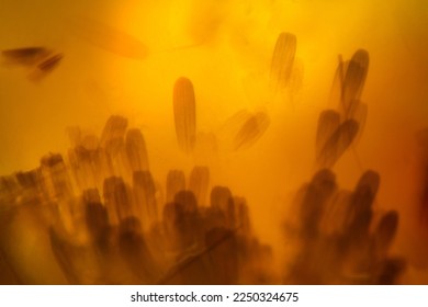 Sunglow lighting behind a cluster of scales from the wings of a moth, like Chinese lanterns floating away in an abstract micrograph with polarization at 100x. - Powered by Shutterstock