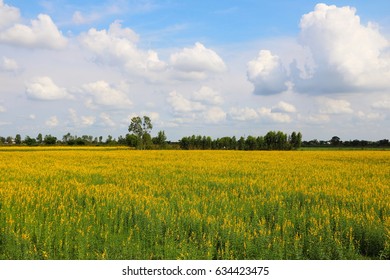 sunhemp