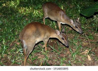 Suni Antelope (Neotragus Moschatus); Adult Pair In Unguja Island 