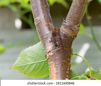 Sunken canker on trunk of tree, a common symptom of bacterial
canker on sweet cherries tree Prunus avium 'Varikse Zwarte' - Shutterstock ID 1811600848