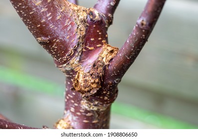 Sunken canker on trunk of tree, a common symptom of bacterial
canker on sweet cherries tree Prunus avium 'Varikse Zwarte' - Shutterstock ID 1908806650