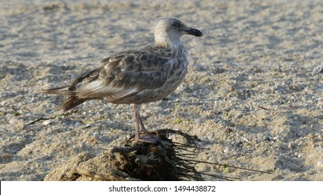 Sunken Meadow State Park Seagulls