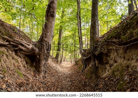 Sunken Trace on the Natchez Trace parkway. Trail was created and used by Native Americans for centuries, and was later used by early European and American explorers, traders, and emigrants.