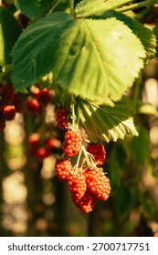 sunkissed raspberry grouping beneath foliage, warm daylight illuminates cluster amid garden greenery