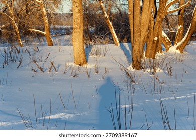 Sun-kissed tree trunks glow against a serene winter landscape. Fresh snow covers the ground, dotted with dry brush and long, crisp shadows under a blue sky