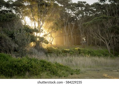 sunlight