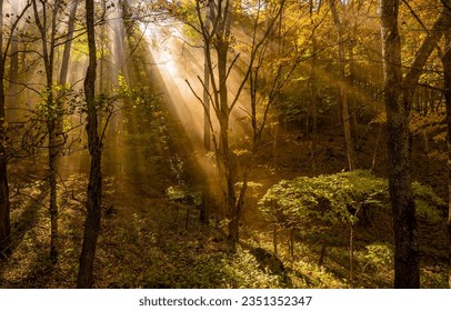 Sunlight in the autumn forest. Forest sunbeams. Sunrays in dark forest. Sunbeams and shadows in forest - Shutterstock ID 2351352347