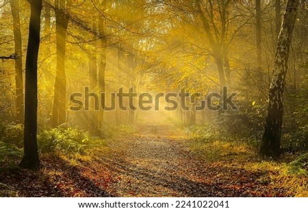 Sunlight in the autumn forest. Autumn forest sunbeams. Autumn forest trail. Trail in autumn forest