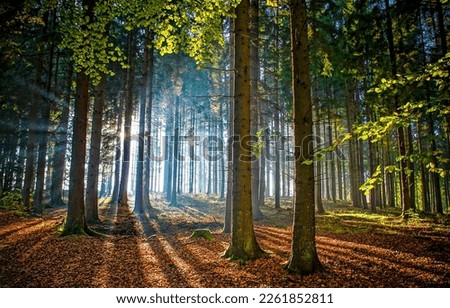 Sunlight in autumn forest. Autumn forest trees. Sunbeams in autumn forest. Forest sunbeams in autumn