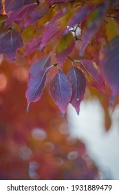 Sunlight Backlights The Lbeautifully Colored Eaves Of A Japanese Dogwood Tree In The Fall Season Of Virginia