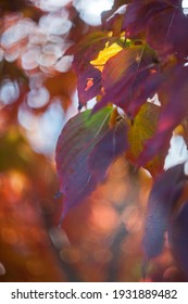 Sunlight Backlights The Lbeautifully Colored Eaves Of A Japanese Dogwood Tree In The Fall Season Of Virginia