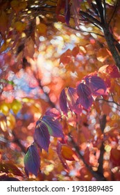 Sunlight Backlights The Lbeautifully Colored Eaves Of A Japanese Dogwood Tree In The Fall Season Of Virginia