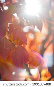 Sunlight Backlights The Lbeautifully Colored Eaves Of A Japanese Dogwood Tree In The Fall Season Of Virginia