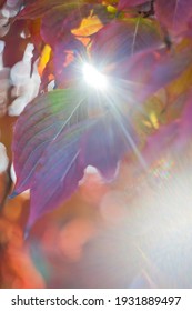 Sunlight Backlights The Lbeautifully Colored Eaves Of A Japanese Dogwood Tree In The Fall Season Of Virginia