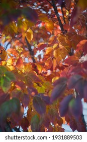 Sunlight Backlights The Lbeautifully Colored Eaves Of A Japanese Dogwood Tree In The Fall Season Of Virginia