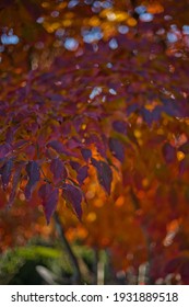 Sunlight Backlights The Lbeautifully Colored Eaves Of A Japanese Dogwood Tree In The Fall Season Of Virginia