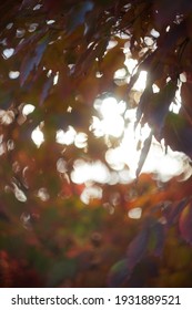 Sunlight Backlights The Lbeautifully Colored Eaves Of A Japanese Dogwood Tree In The Fall Season Of Virginia