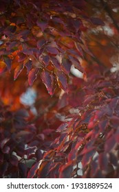 Sunlight Backlights The Lbeautifully Colored Eaves Of A Japanese Dogwood Tree In The Fall Season Of Virginia