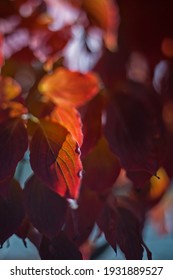 Sunlight Backlights The Lbeautifully Colored Eaves Of A Japanese Dogwood Tree In The Fall Season Of Virginia