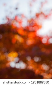 Sunlight Backlights The Lbeautifully Colored Eaves Of A Japanese Dogwood Tree In The Fall Season Of Virginia