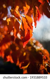 Sunlight Backlights The Lbeautifully Colored Eaves Of A Japanese Dogwood Tree In The Fall Season Of Virginia