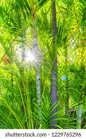 Sunlight In Bamboo Forest Hawaii