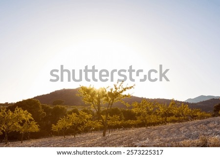 Similar – Image, Stock Photo Golden sunlight bathing the unique karst formations at Torcal de Antequera during sunset