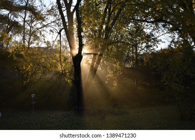 Sunlight beams through the trees