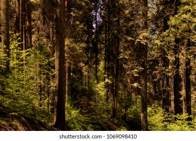 Sunlight beams through trees in a green forest.