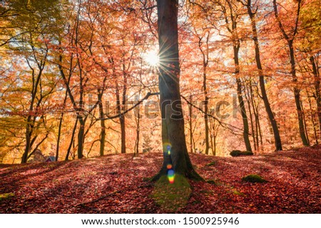 Sunlight in the beechforest in Sweden