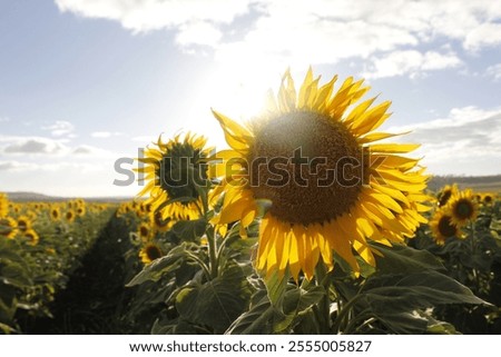 sunlight beeming through a sunflower in a field 