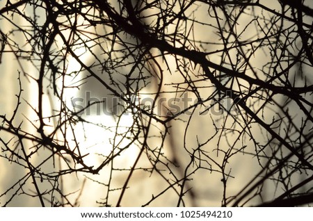 Similar – Image, Stock Photo ghost Autumn Plant Leaf