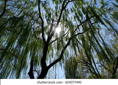Sunlight behind trees