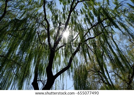 Sunlight behind trees